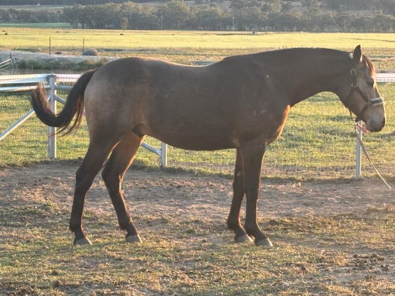 Future Performance Star ⭐️