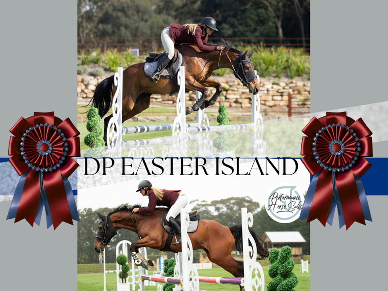 DP Easter Island - Young Warmblood SJ/ Eventer