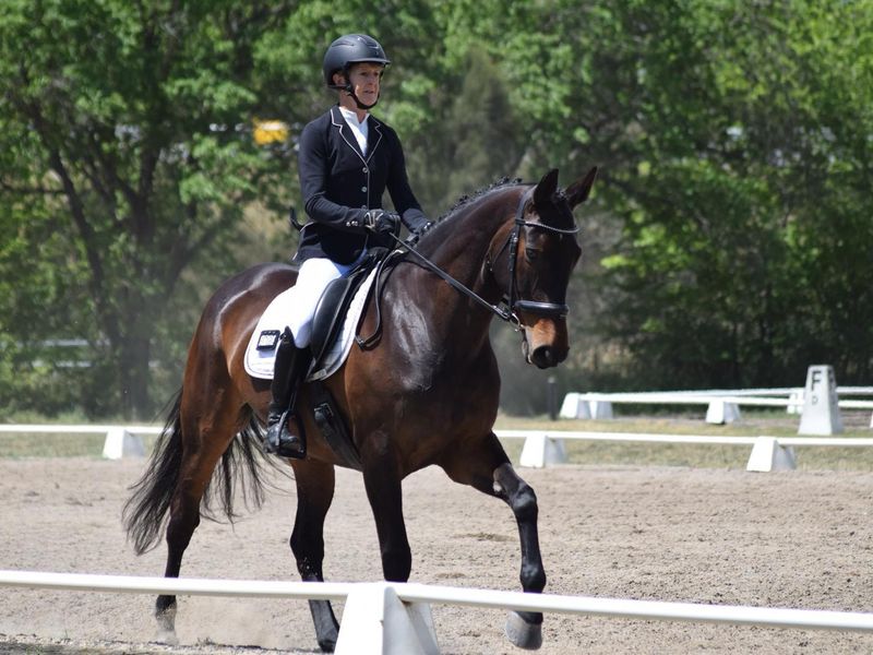 Dressage bred, performance proven.