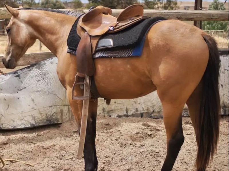 9yo unreg stock horse mare 