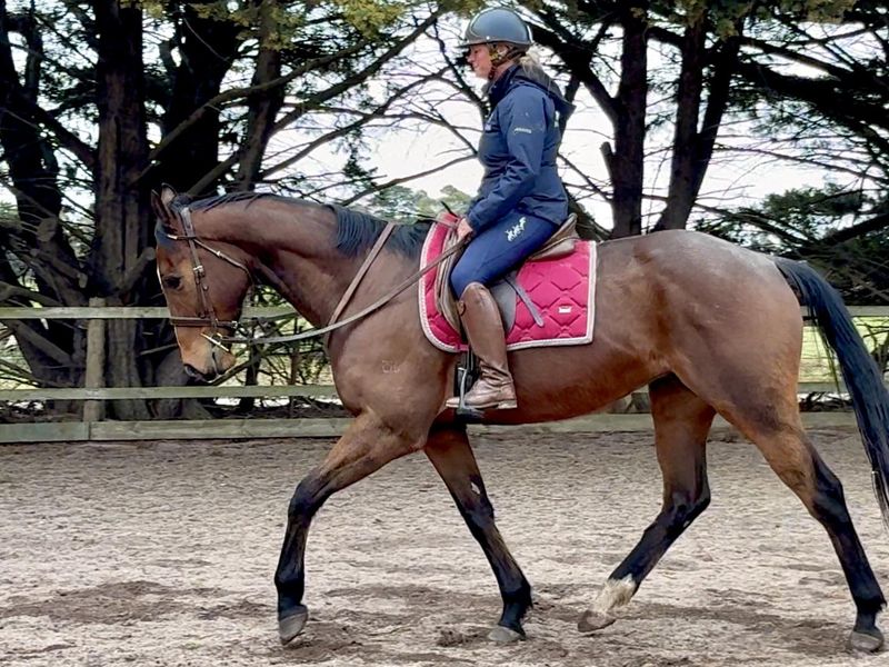 16.3 6yo Eventing type TB gelding