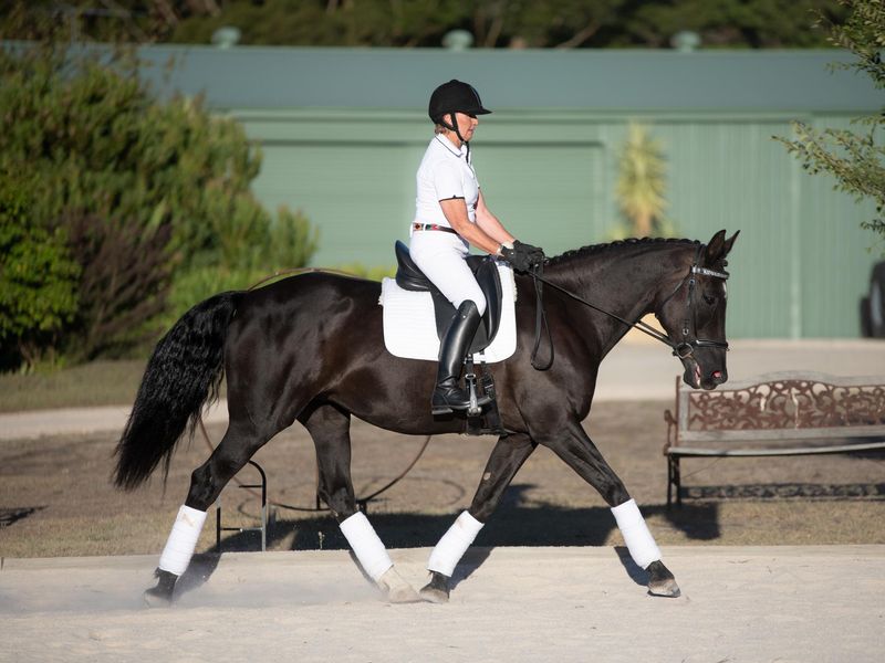 Abbie. Percheron /Australian Stock Horse cross