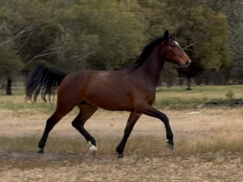 High quality warmblood gelding