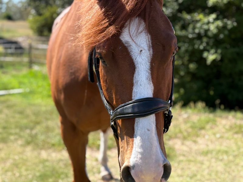Blingy Chestnut Gelding 