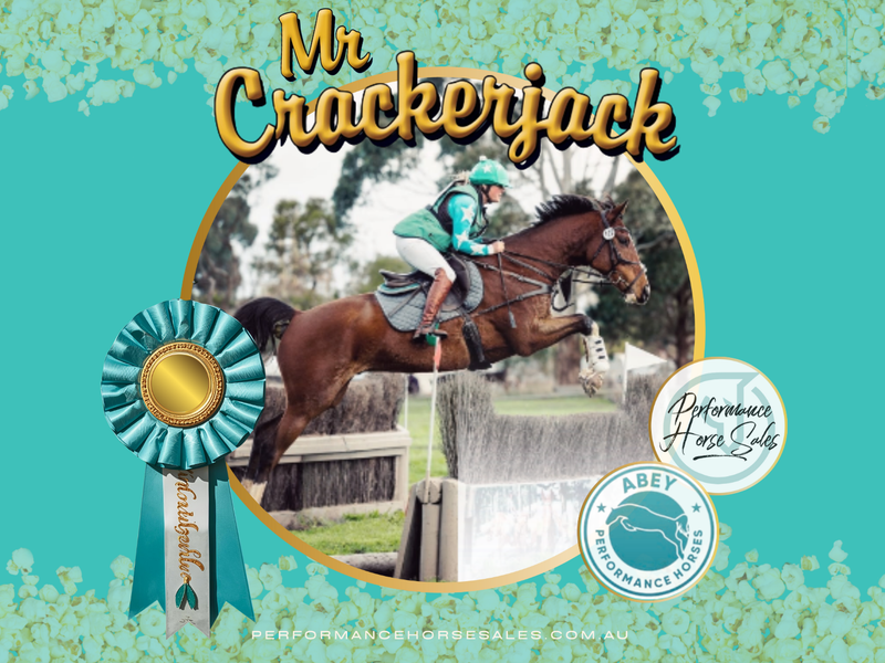 Mr Crackerjack - WB x 7 yo future super star!