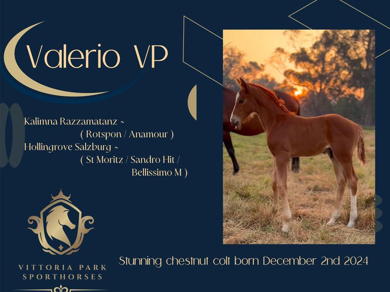 Valerio VP chestnut warmblood colt