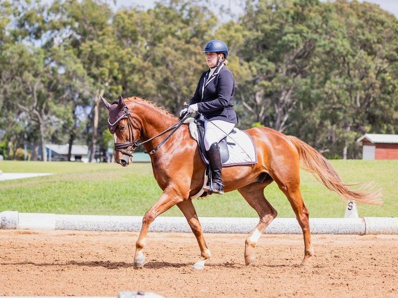 FEI Potential Gelding
