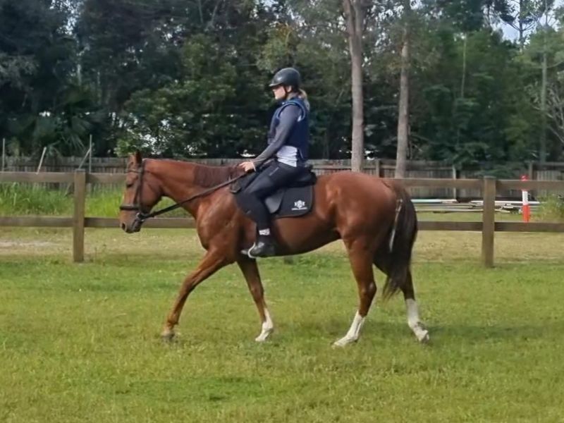 Chestnut Gelding - showjump, dressage, trail
