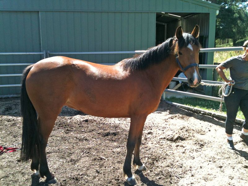 Registered New Forest pony broodmare 