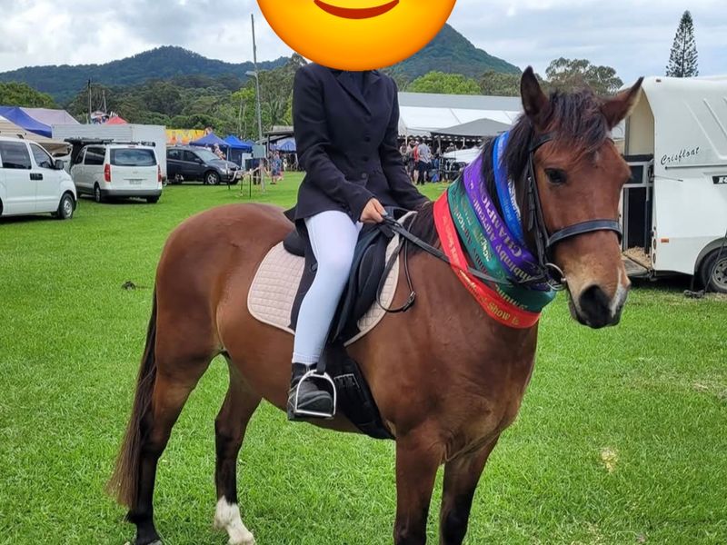7yo Nymboida Brumby Gelding For Sale