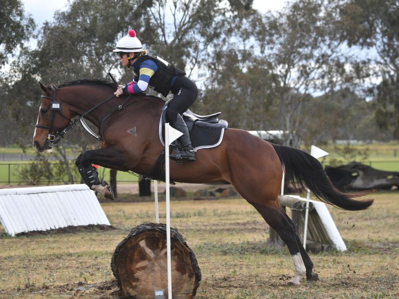 Exciting young Eventing prospect - Talent to burn!