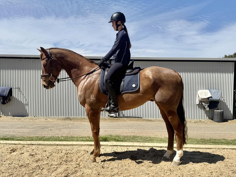 Anembo Berant 7yo, 16hh, chestnut TB gelding