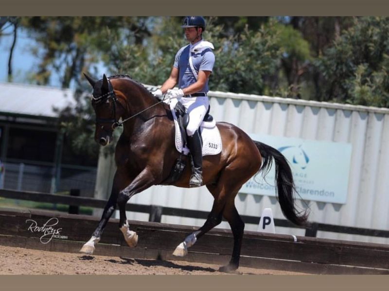 Ampere 11 year old Dressage Horse