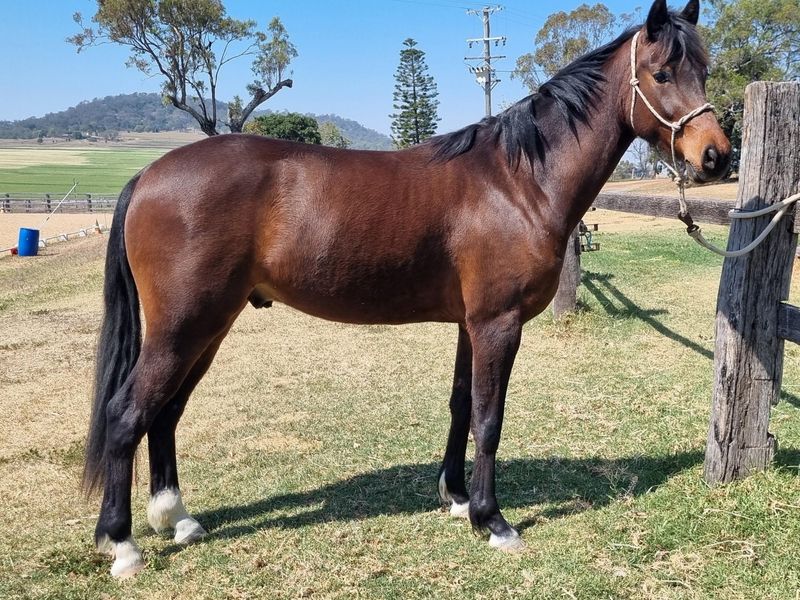 Riding Pony x Warmblood Gelding