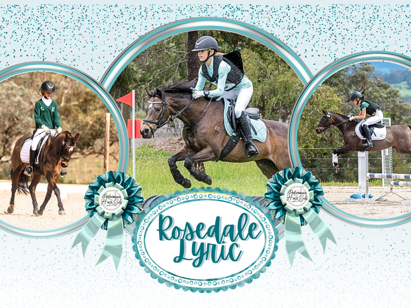 Rosedale Lyric - exceptional eventer/dressage pony