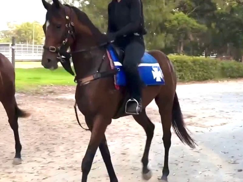 Elegant Little TB Gelding