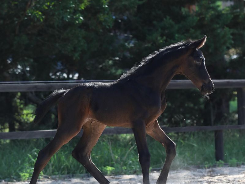 Stunning Jagger x Revolution Filly