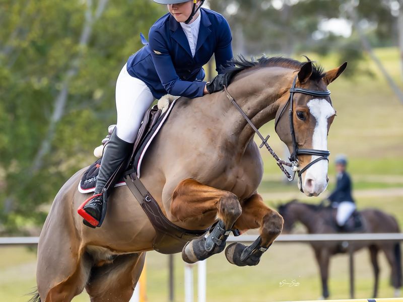 7y/o WB x CONNEMARA gelding for sale