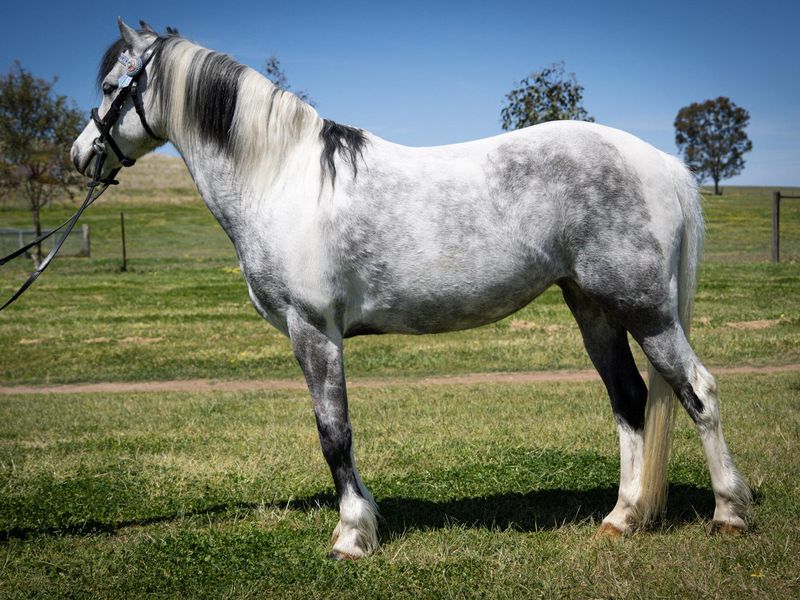 WINDSONG Golden Jubilee