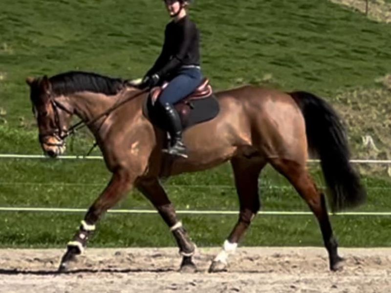 Lexington NZPH / Top Class Youngster