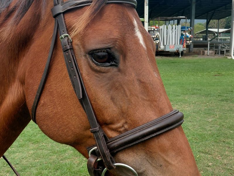 Pony Club all rounder