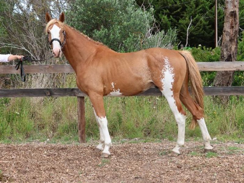 Brookside Esperance (Emerald van't Ruytershof)