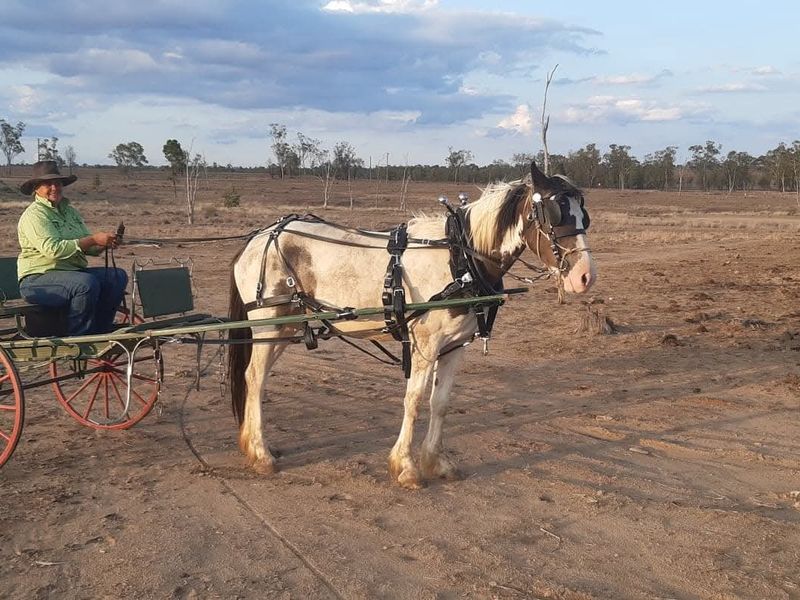 Clydesdale Cross Mare