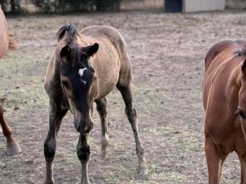 Stunning Zucchero dressage filly