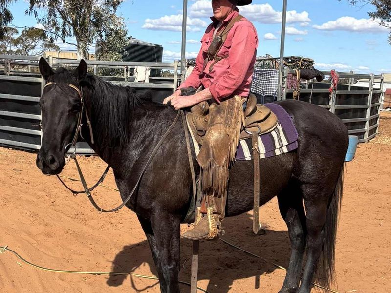 16 HH Thoroughbred Gelding