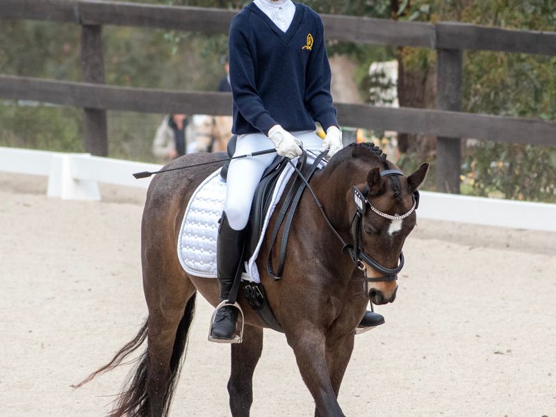 Rosedale Lyric - Unicorn Dream Pony