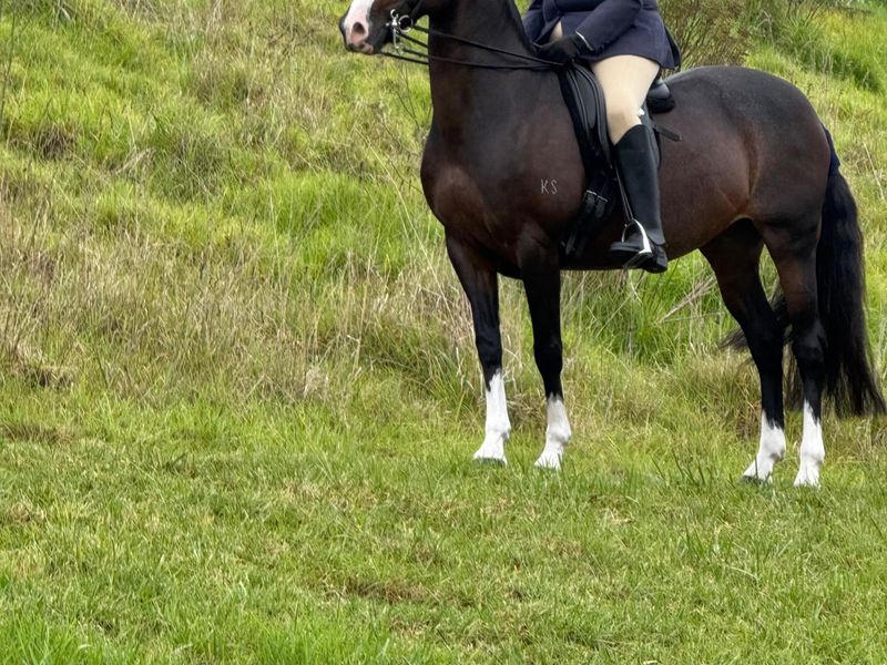 Bellridge Sapphire Rose