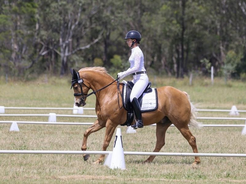 Top Versatile Pony