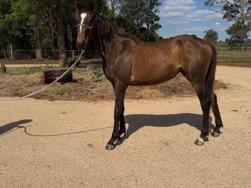 Warmblood x TB by Massimo Quality