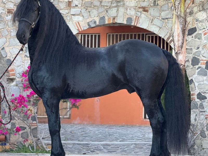 JET BLACK, 7yo Friesian 17h tall gelding