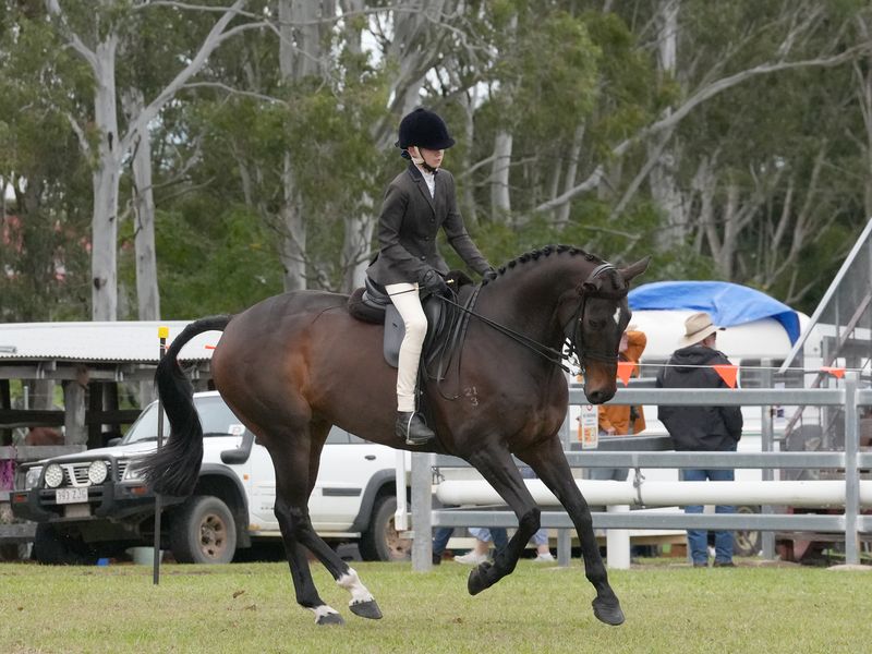 Reneging - Show Hunter / Dressage