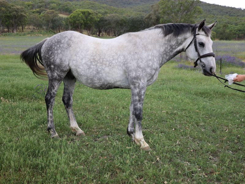 Strong typey Grey gelding 