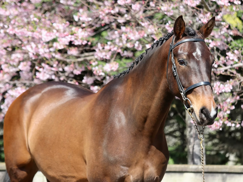 HAWK XTREME - Ability, Quality & Temperament