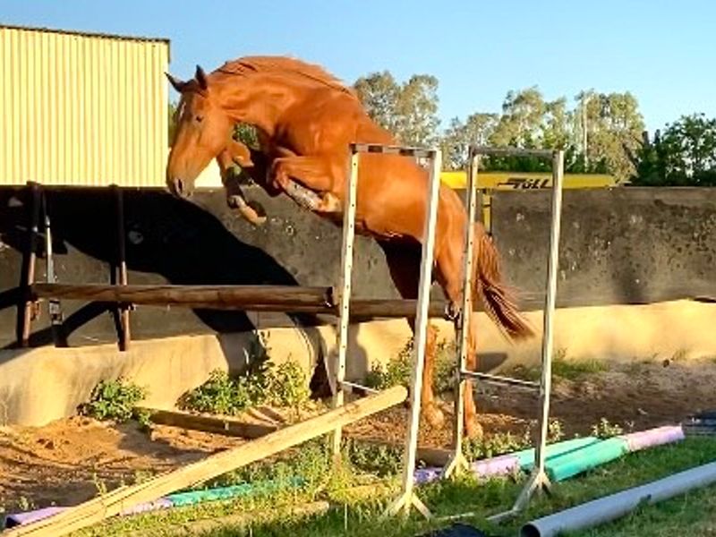 Cera Quantro x Glasgow vt Merelsnest x Champion FP