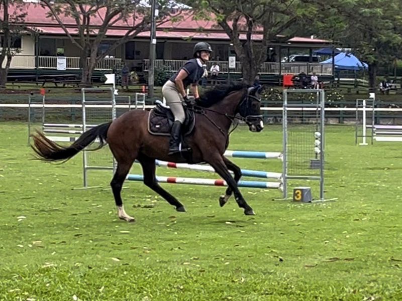 Quality thoroughbred mare