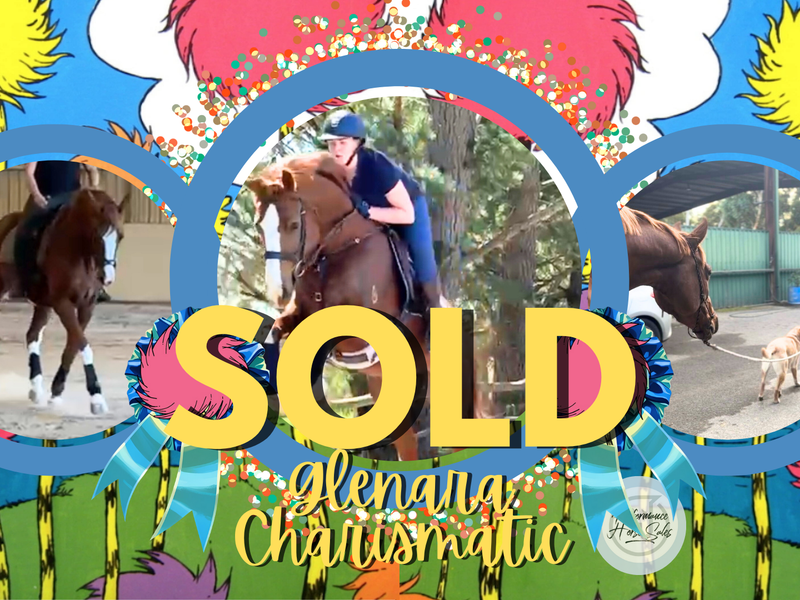 Glenara Charismatic - unspoilt young WB gelding