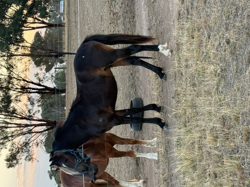 Stunning Section A Colt