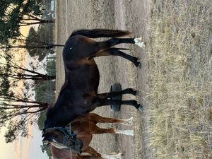 Boogarra Park Master Blue