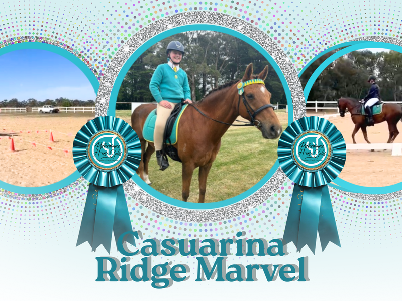 Casuarina Ridge Marvel: Show/Dressage Schoolmaster