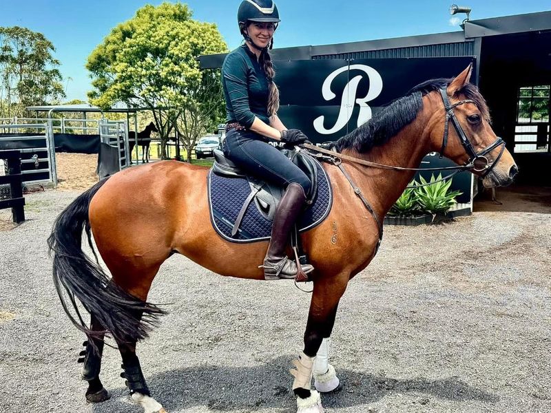 Stockhorse mare -15.1h 9yo by Royalle Scotch N Ice