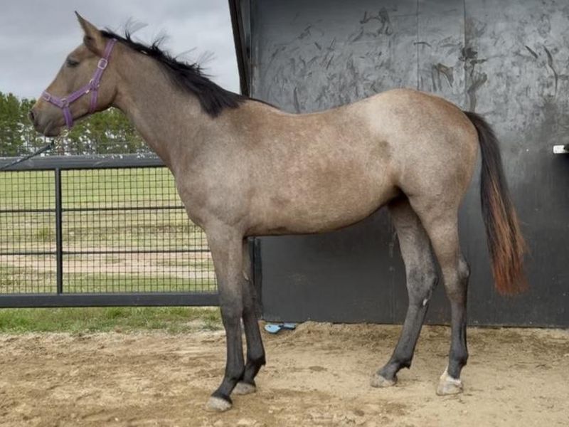 Elite Jumping Bred Filly