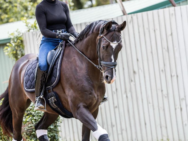 Bling Plus! Quality Elem WB Gelding