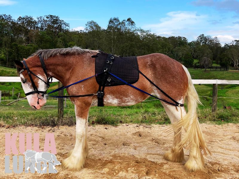 kula Lunge Standard Size - Horse Lunging System