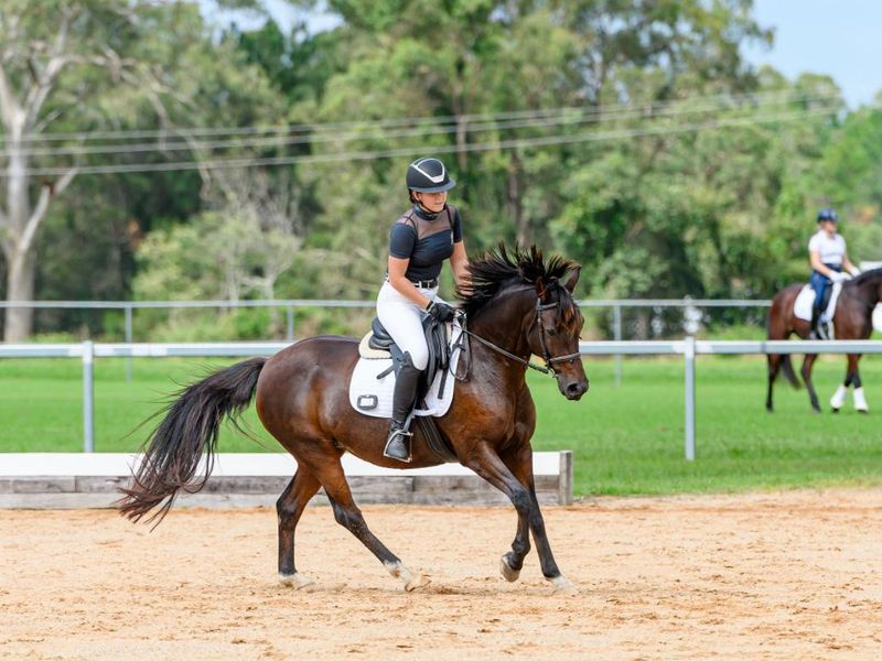 Fun Dressage Pony