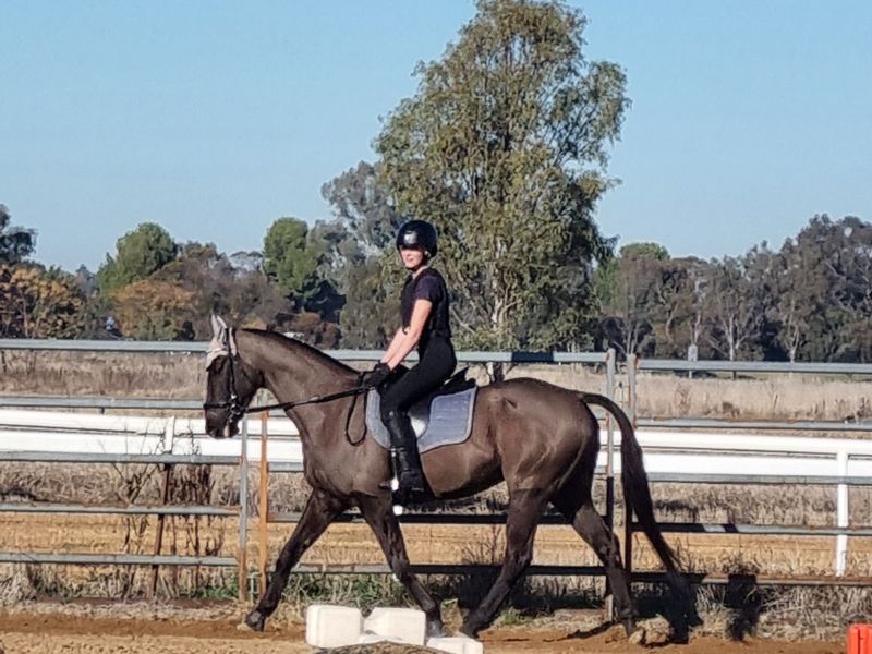 Argie Bargie TB Black gelding 