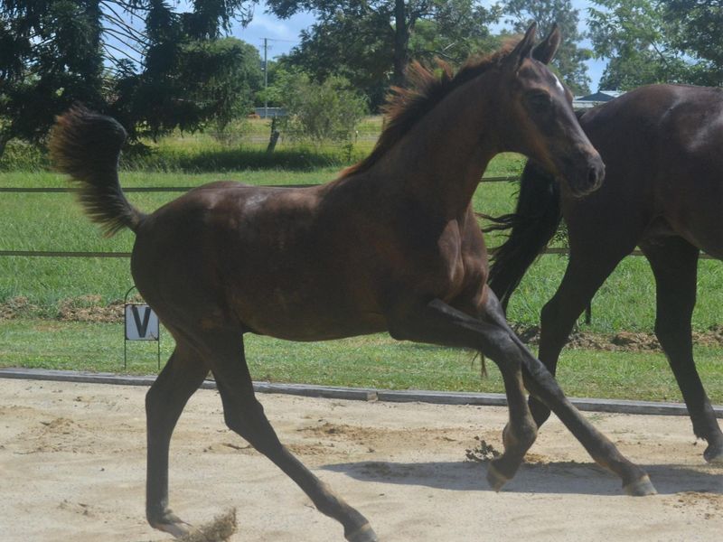 GT Frankly Delightful